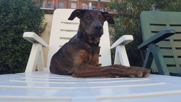 Nichelino, il cucciolo Joy cerca una nuova casa