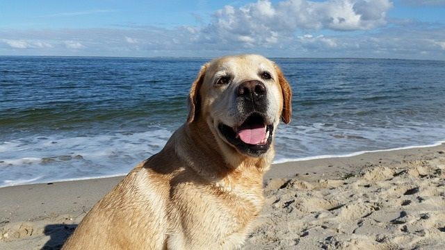 Speciale ristoranti, hotel e spiagge: accetti i cani? Contattaci per un nuovo progetto estivo! Speciale ristoranti, hotel e spiagge: accetti i cani? Contattaci per un nuovo progetto estivo!