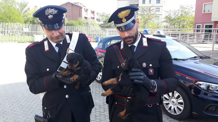 Recuperati dai carabinieri 8 cuccioli di rottweiler, si teme per la sorte del loro proprietario Recuperati dai carabinieri 8 cuccioli di rottweiler, si teme per la sorte del loro proprietario