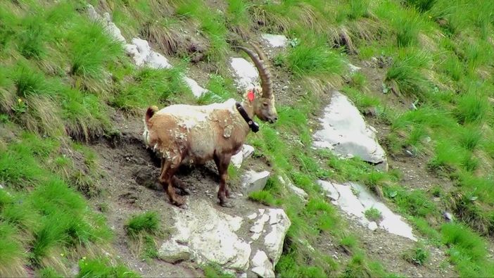 Rochemolles, &quot;Dimanche&quot; catturato per la sostituzione del radiocollare