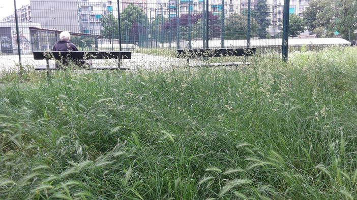 Torino, l'erba alta diventa un pericolo anche per Fido