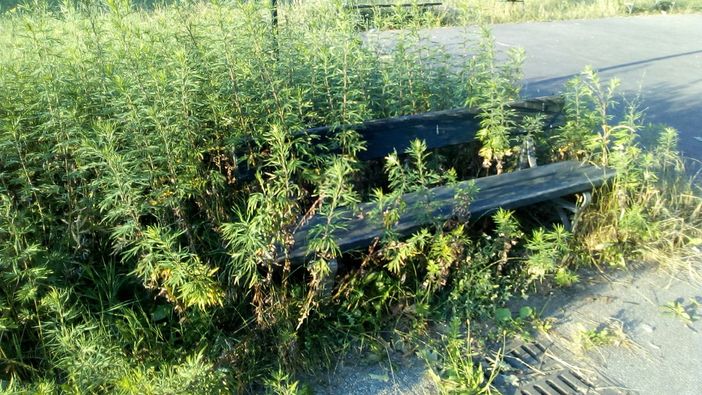 La giungla dei giardinetti di via Plava a Torino (FOTO E VIDEO)