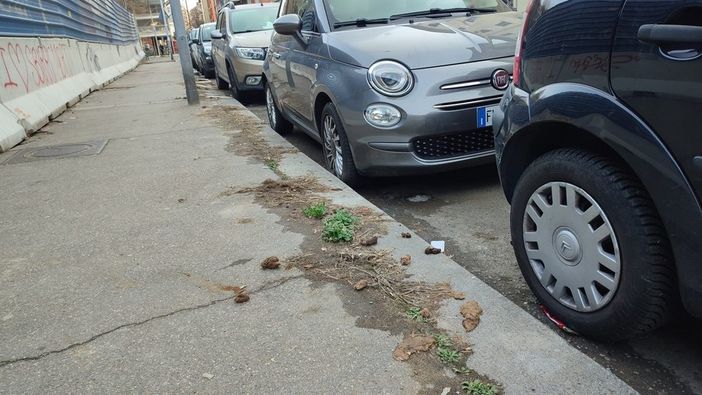 &quot;Test del dna sulle feci dei cani&quot;, bocciata la proposta di Fratelli d'Italia per punire i padroni maleducati: “Occasione sprecata”