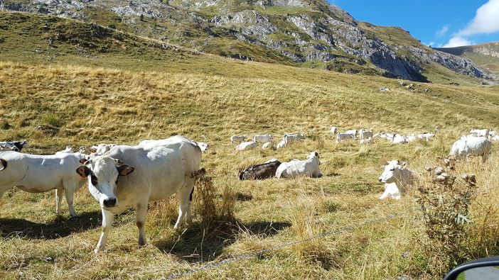 Alpegggi, Coldiretti: "Nella valli torinesi inizia a scarseggiare l'erba" Alpegggi, Coldiretti: "Nella valli torinesi inizia a scarseggiare l'erba"