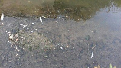 moria di pesci a leinì