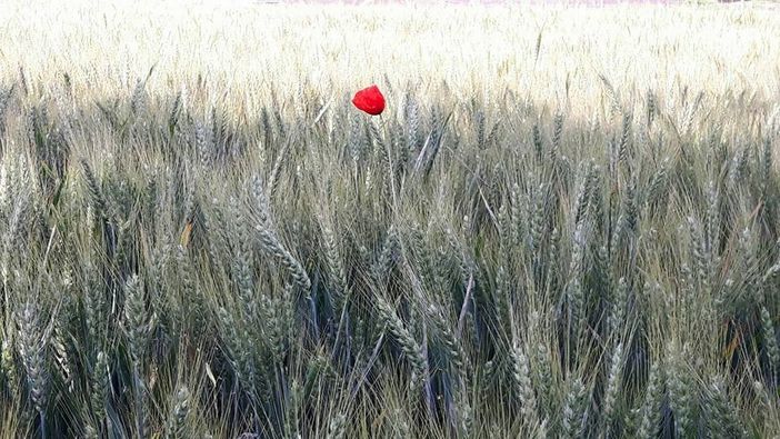 L'orgoglio partigiano più forte del "lockdown": "Il 25 aprile un fiore sulle lapidi vicino a casa nostra"
