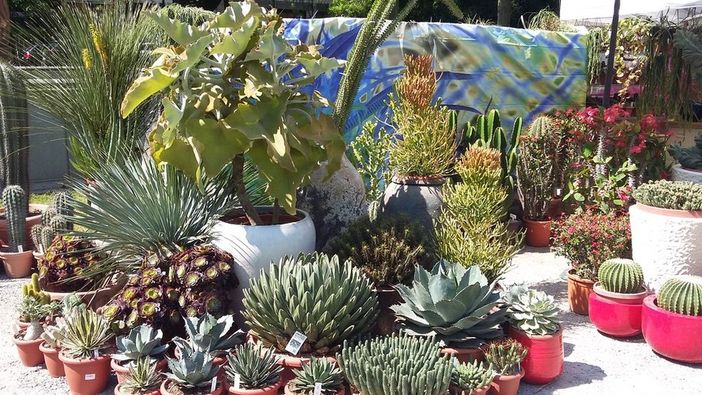 Manovra, l'appello di Coldiretti: &quot;Confermate il bonus verde&quot;