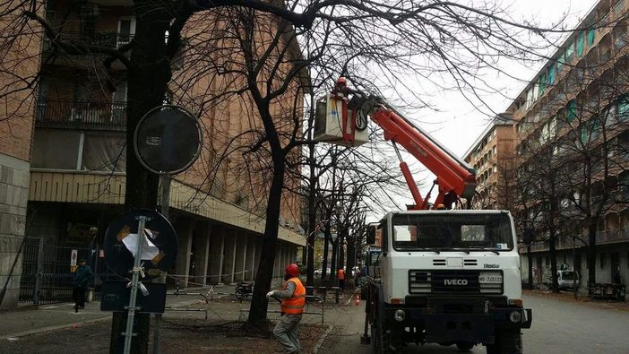 potatura piante - foto di archivio potatura piante - foto di archivio