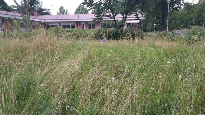 Agenda del verde della Circoscrizione 4, priorità a piazze, giardini e scuole Agenda del verde della Circoscrizione 4, priorità a piazze, giardini e scuole