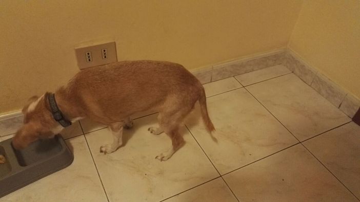 La dolcissima Stella ha bisogno di una nuova famiglia