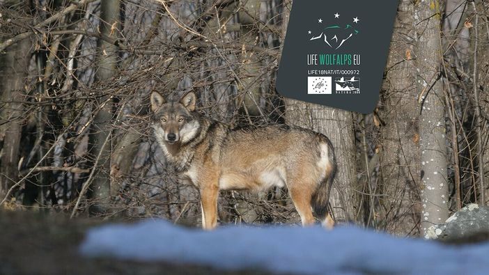 Nichelino, una due giorni alla scoperta del lupo (per aiutare il canile Enpa)