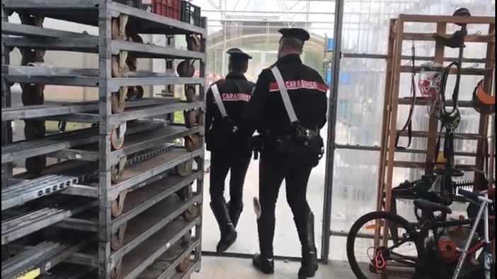 Barriera, vendeva sigarette elettroniche in negozio ma nel retro produceva marijuana: arrestato