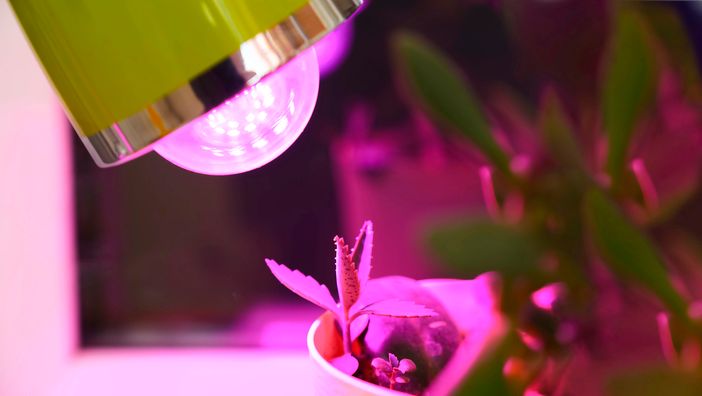 Lampade per piante indoor: guida per la scelta consapevole