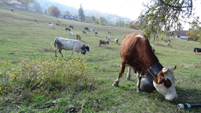 Pascolamento in quota: dalla Regione Piemonte: arriva la proroga fino al 15 novembre 2020
