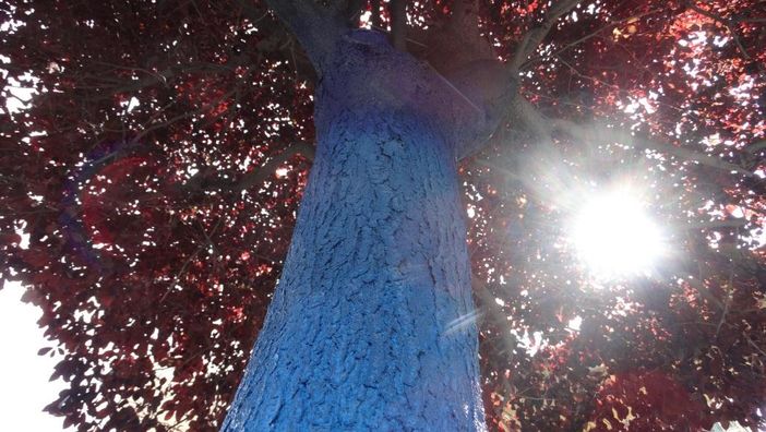 L’uomo che dipinge gli alberi di Torino: “Voglio che esistano sotto una maschera artistica”