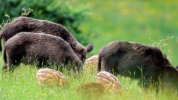 Confagricoltura Piemonte sui cinghiali: "Fronteggiare l’emergenza, assicurare salute e sicurezza" Confagricoltura Piemonte sui cinghiali: "Fronteggiare l’emergenza, assicurare salute e sicurezza"