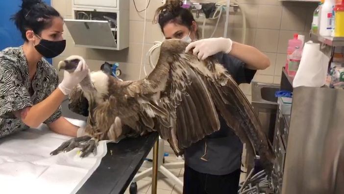 Fisioterapia passiva per aiutare il grifone Godric a recuperare l'uso delle ali