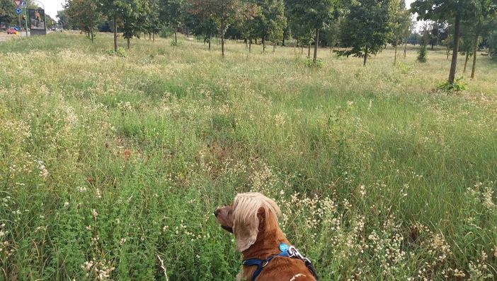 Giungla e zanzare nei giardini di Mirafiori Sud: secondo il Comune l'erba alta sarebbe colpa di un'infestante (FOTO)