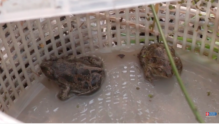 Monitoraggio del pelobate fosco: la Città metropolitana cerca giovani erpetologi