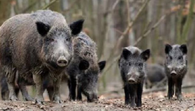 Fauna selvatica, Carenini (Cia Piemonte): "Ci vorrebbe Figliuolo anche per risolvere l'emergenza cinghiali" Fauna selvatica, Carenini (Cia Piemonte): "Ci vorrebbe Figliuolo anche per risolvere l'emergenza cinghiali"