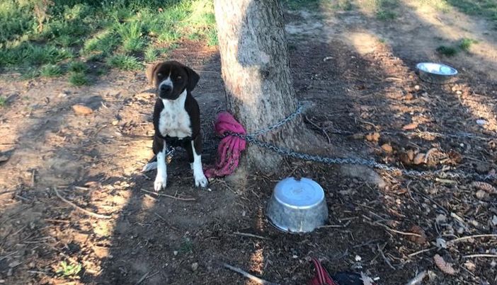Cumiana, cani rinchiusi in una villa senza cibo né acqua salvati dai Carabinieri e Stradale Cumiana, cani rinchiusi in una villa senza cibo né acqua salvati dai Carabinieri e Stradale