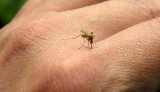 Un anziano di Chieri colpito dalla &quot;febbre del Nilo&quot;: curato all'Amedeo di Savoia, ora sta bene