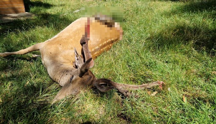 Uno dei daini predati
