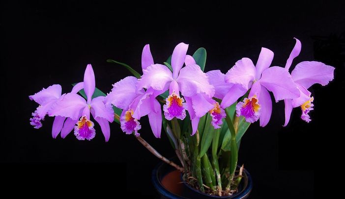 A Mercenasco torna Orchiday, giornata dedicata ai vivai Peraga