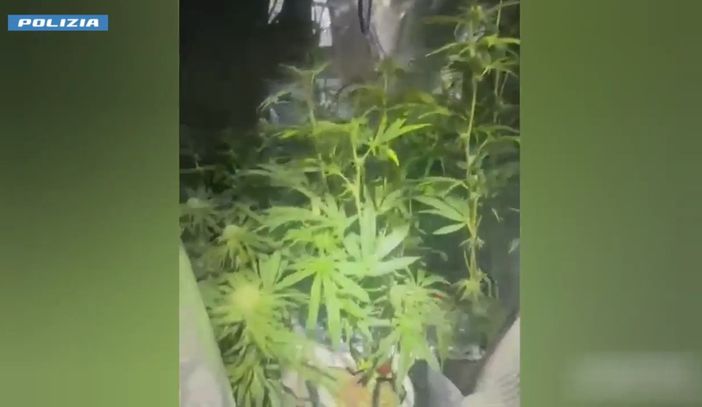 Tradito dall'odore di marijuana: arrestato 37enne coltivatore di ganja [VIDEO]