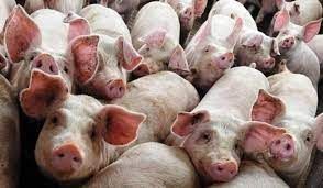 Maxi Allevamente Tavernasco, Disabato – Martinetti (M5S): “Bene il voto del Consiglio comunale. Un passo nella giusta direzione” Maxi Allevamente Tavernasco, Disabato – Martinetti (M5S): “Bene il voto del Consiglio comunale. Un passo nella giusta direzione”