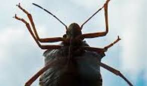 Cimice asiatica, ospite indesiderato. Come comportarsi?