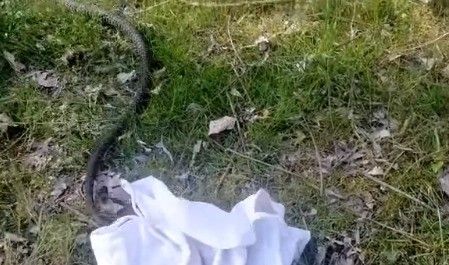 biacco liberato dal canc di grugliasco