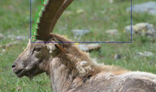 A Bardonecchia il progetto &quot;Stambecco dove sei?&quot;