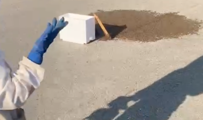 La natura si prende la zona industriale di Orbassano: maxi sciame d'api catturato davanti all'Av El [VIDEO]