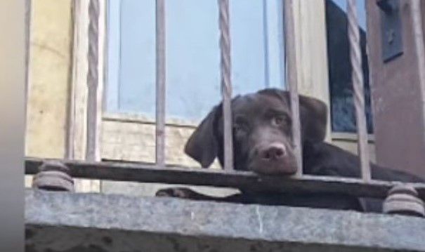 Cane "recluso" su un balcone a Torino: sanzionata la proprietaria Cane "recluso" su un balcone a Torino: sanzionata la proprietaria