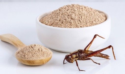 I grilli invadono i supermercati e conquistano gli spaghetti: Torino tra le prime città a introdurre la farina di insetti