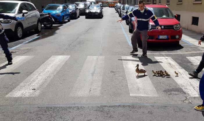 La Polizia Municipale salva 9 anatroccoli a San Salvario