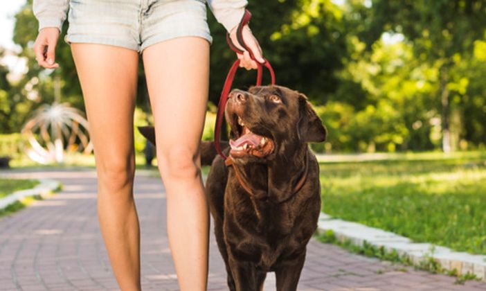 Educazione cane: quando e perché è utile seguire un corso specifico Educazione cane: quando e perché è utile seguire un corso specifico