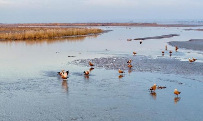 Cina, parco naturale nel Ningxia diventa un paradiso per gli uccelli migratori Cina, parco naturale nel Ningxia diventa un paradiso per gli uccelli migratori