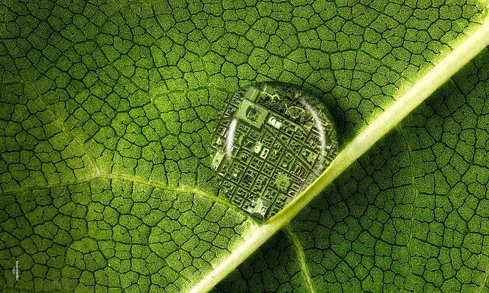 Agroinnova lancia piattaforme di approfondimento dedicate all’Anno Internazionale della Salute delle Piante