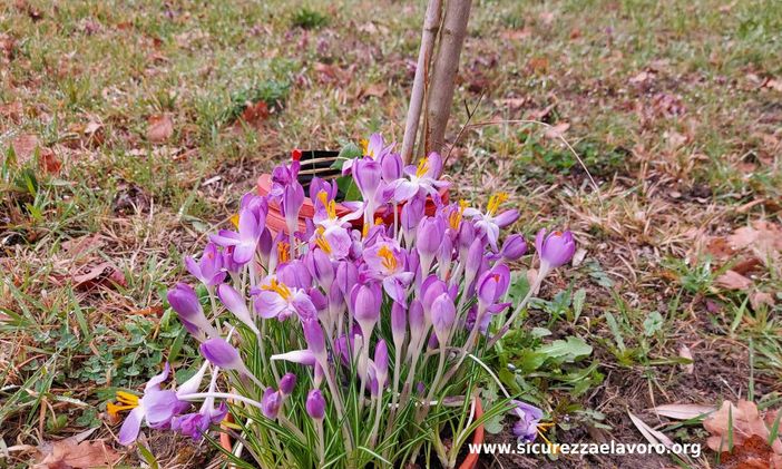 Fiori di curcuma per la Giornata in ricordo delle Vittime del Covid Fiori di curcuma per la Giornata in ricordo delle Vittime del Covid