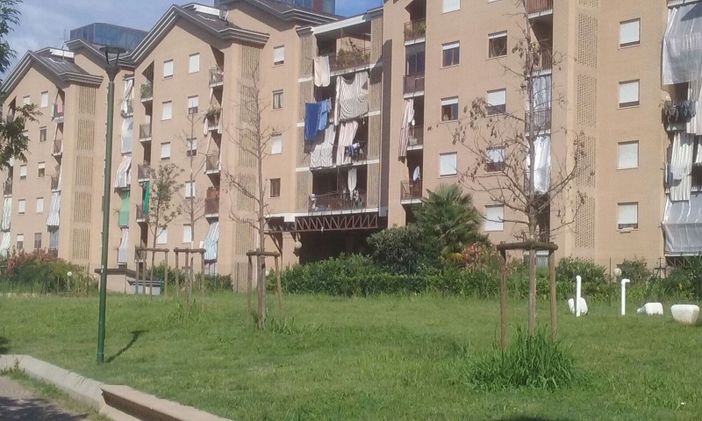 Alberi morti in alcune zone della Circoscrizione 6: siccità o terreni tossici? Alberi morti in alcune zone della Circoscrizione 6: siccità o terreni tossici?