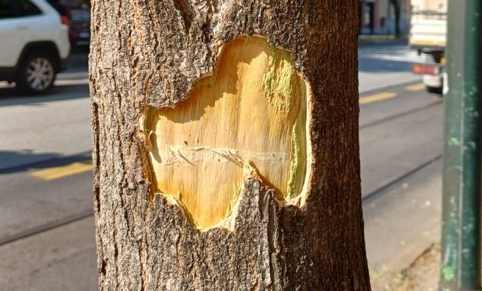 alberi in corso belgio alberi in corso belgio