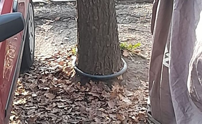 catena legata attorno a un albero