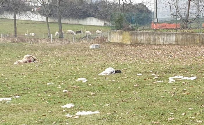 Una predazione a Luserna San Giovanni