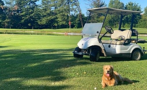 cane e golf cane e golf