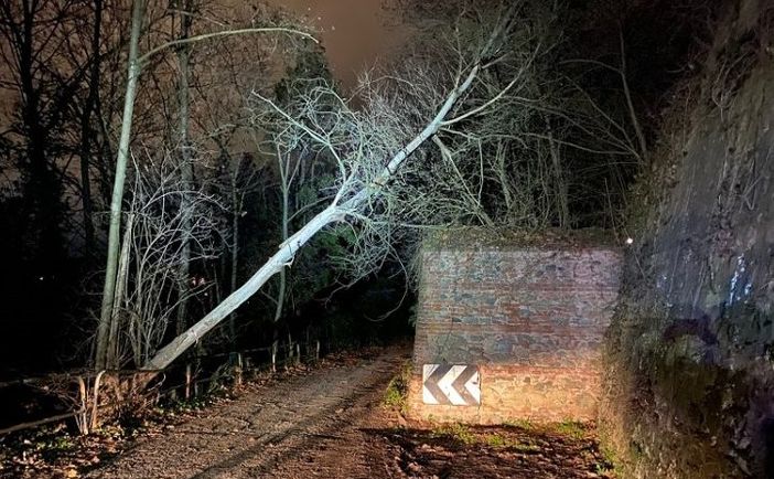 albero piegato moncalieri albero piegato moncalieri