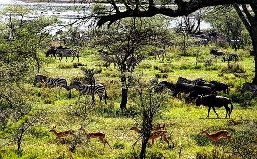 Safari in Africa, ecco perché è un'esperienza indimenticabile
