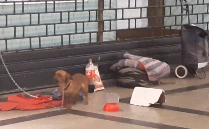 Cani e clochard