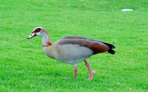 Studio dell'Università di Torino spiega il legame tra benessere, acqua, biodiversità e specie animali rare